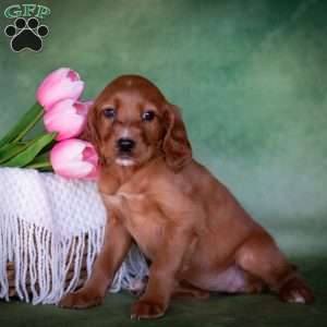 Brynn, Irish Setter Puppy