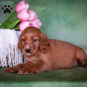 Brynn, Irish Setter Puppy