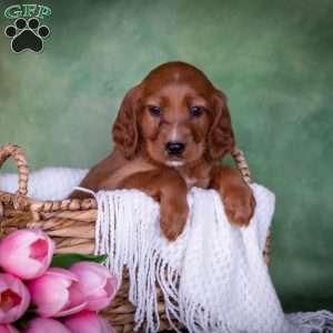 Brynn, Irish Setter Puppy