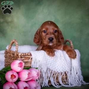 Brandon, Irish Setter Puppy