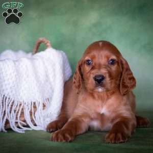 Brandon, Irish Setter Puppy