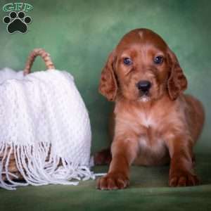 Brandon, Irish Setter Puppy