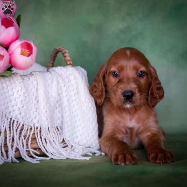 Brandon, Irish Setter Puppy