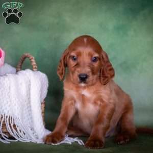 Brandon, Irish Setter Puppy