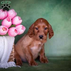Brandon, Irish Setter Puppy