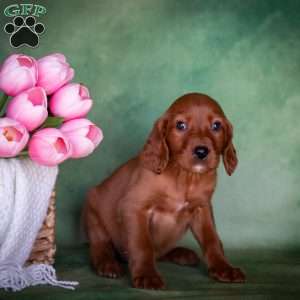 Brixer, Irish Setter Puppy