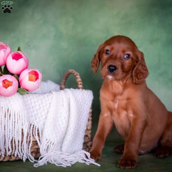 Brixer, Irish Setter Puppy