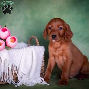 Brixer, Irish Setter Puppy