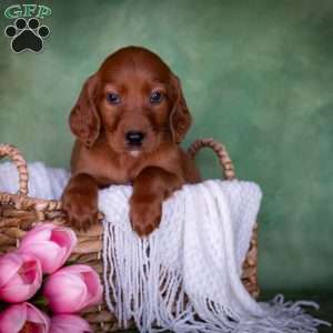 Brixer, Irish Setter Puppy