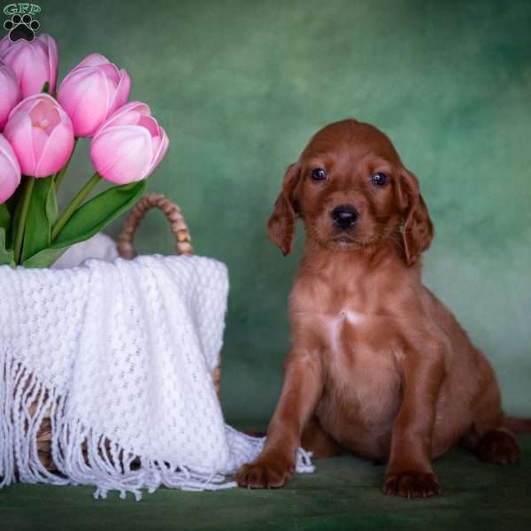Bristen, Irish Setter Puppy
