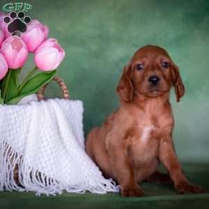 Bristen, Irish Setter Puppy