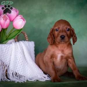 Bristen, Irish Setter Puppy