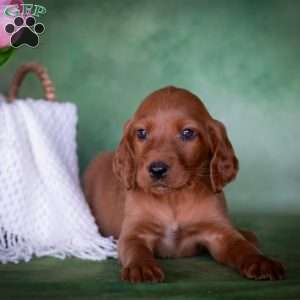 Bristen, Irish Setter Puppy