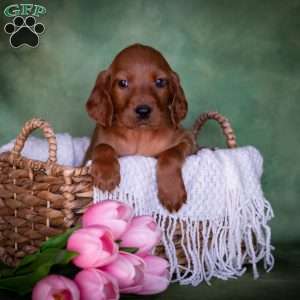 Bristen, Irish Setter Puppy