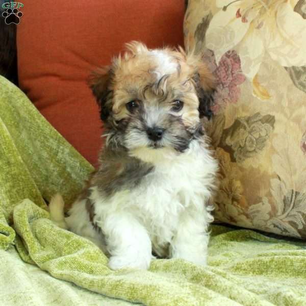Eddie, Havanese Puppy