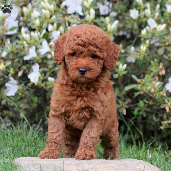 Eddie, Mini Labradoodle Puppy