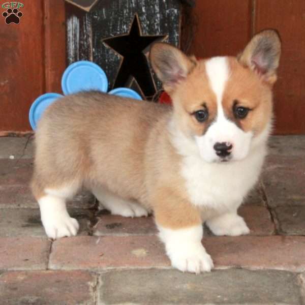 Eddie, Pembroke Welsh Corgi Puppy