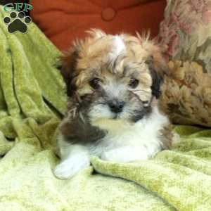 Eddie, Havanese Puppy