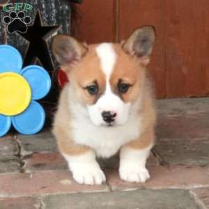 Eddie, Pembroke Welsh Corgi Puppy