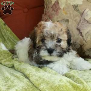 Eddie, Havanese Puppy