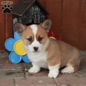 Eddie, Pembroke Welsh Corgi Puppy