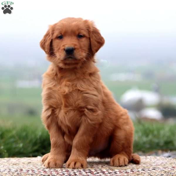 Eddie, Golden Retriever Puppy