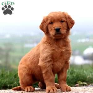 Eddie, Golden Retriever Puppy