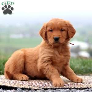 Eddie, Golden Retriever Puppy