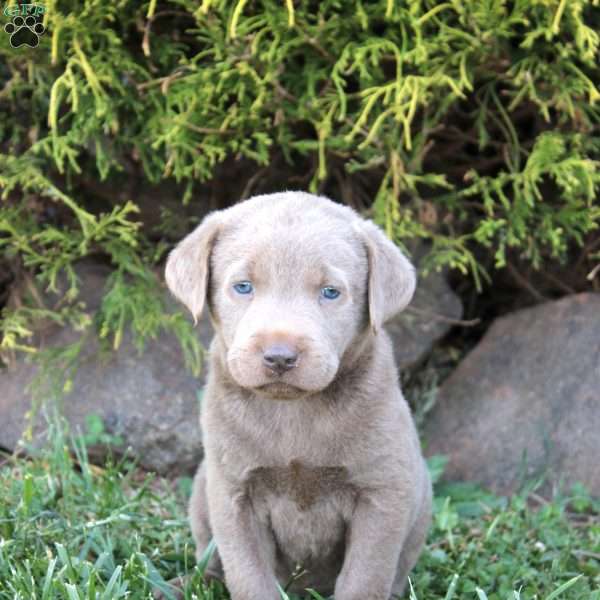 Edgar, Silver Labrador Retriever Puppy