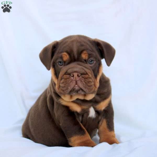 Elias, English Bulldog Puppy