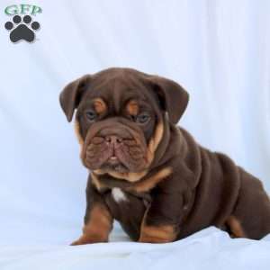 Elias, English Bulldog Puppy