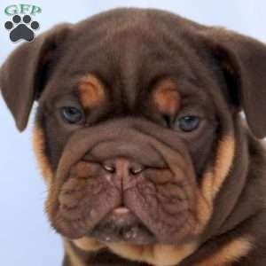 Elias, English Bulldog Puppy