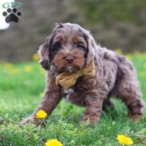 Elliot, Cockapoo Puppy