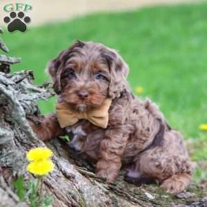 Elliot, Cockapoo Puppy