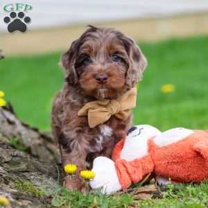 Elliot, Cockapoo Puppy