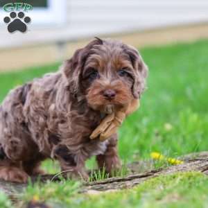 Elliot, Cockapoo Puppy