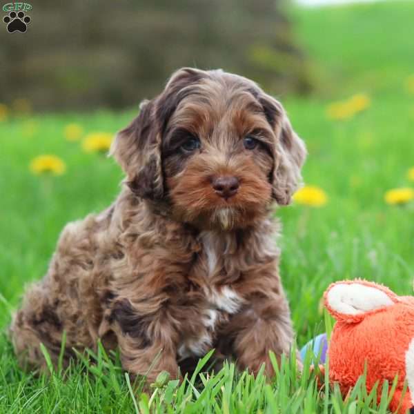 Elliot, Cockapoo Puppy
