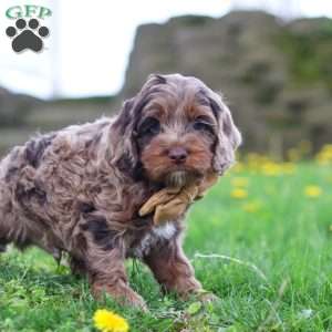 Elliot, Cockapoo Puppy