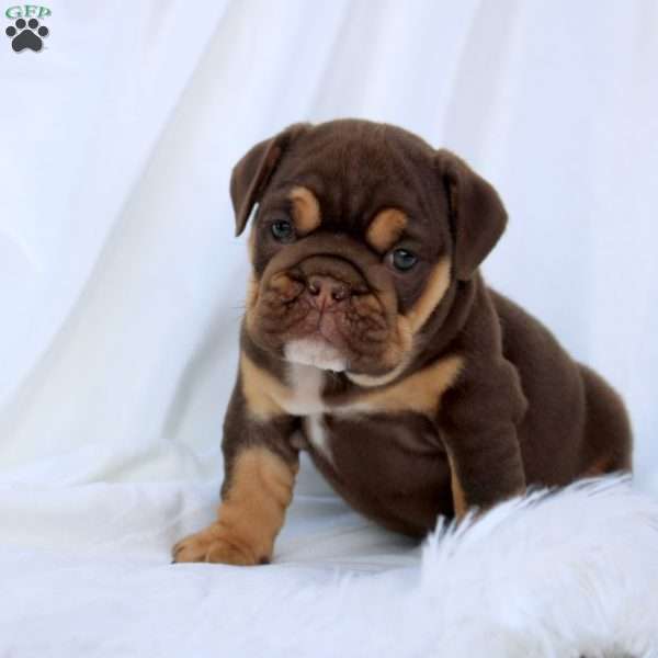 Ellie, English Bulldog Puppy