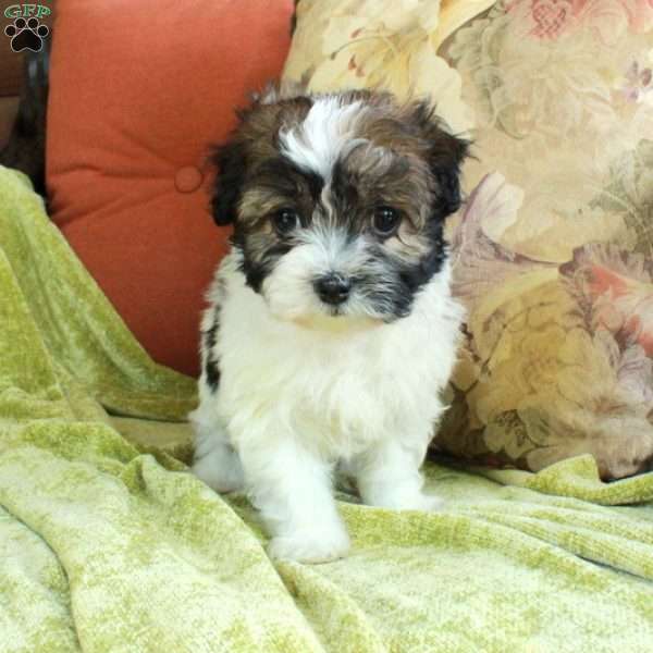 Ellie, Havanese Puppy