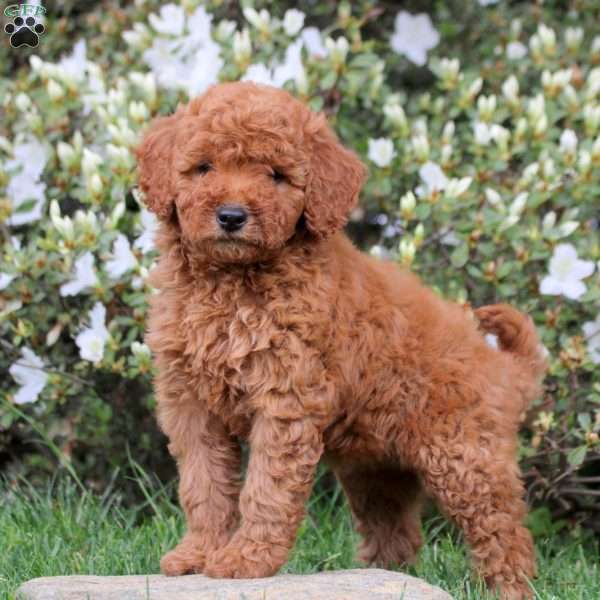 Ellie, Mini Labradoodle Puppy