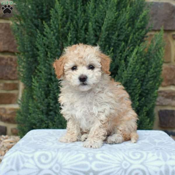 Ellie, Bich-Poo Puppy