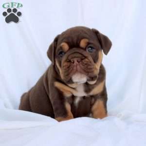 Ellie, English Bulldog Puppy