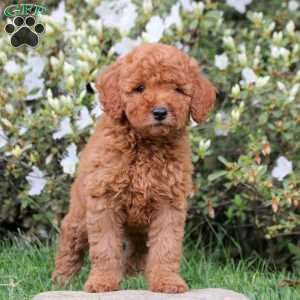 Ellie, Mini Labradoodle Puppy