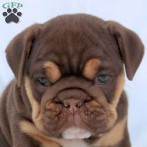 Ellie, English Bulldog Puppy