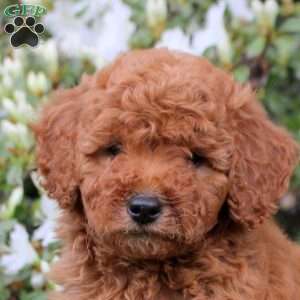 Ellie, Mini Labradoodle Puppy