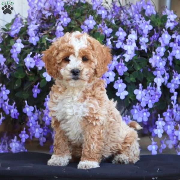 Ellie, Cockapoo Puppy
