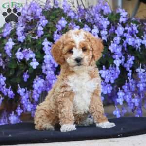 Ellie, Cockapoo Puppy