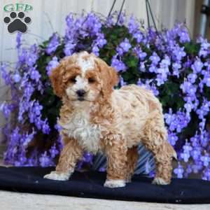 Ellie, Cockapoo Puppy