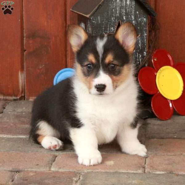 Elliot, Pembroke Welsh Corgi Puppy
